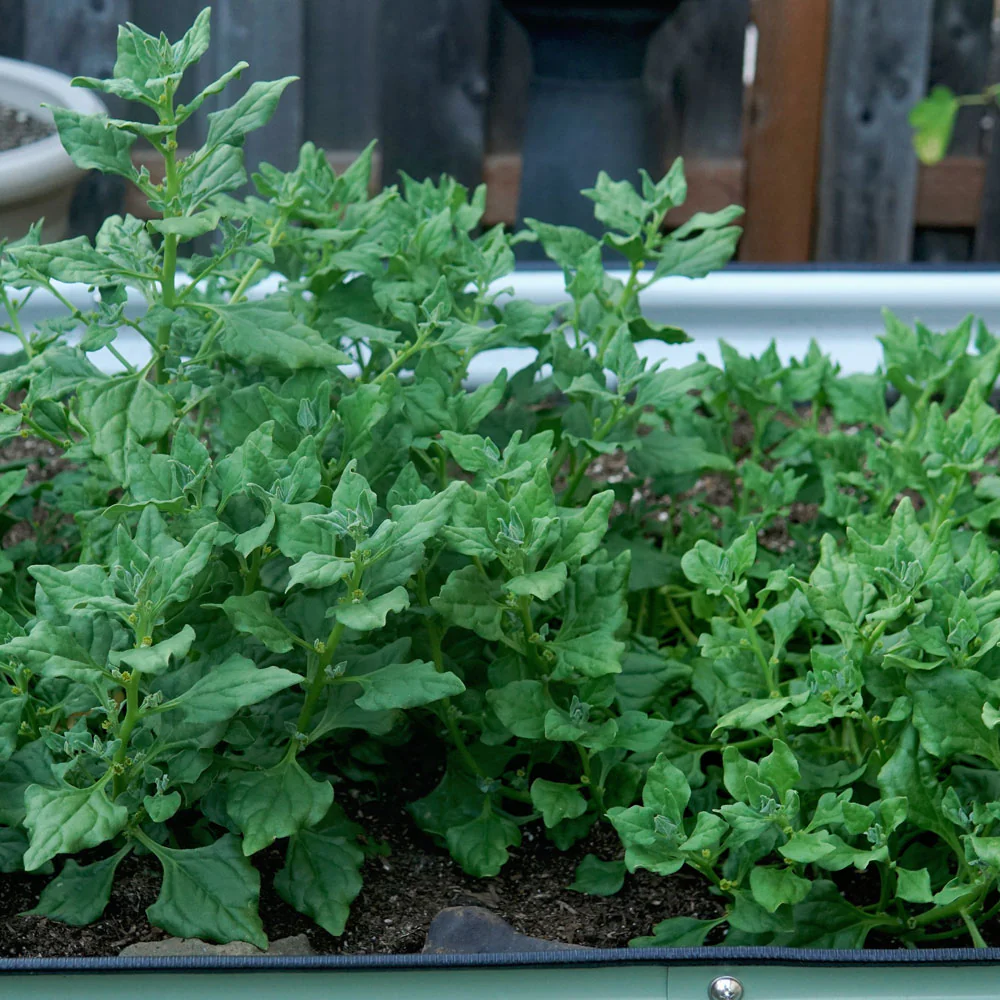 New Zealand Spinach - Image 3