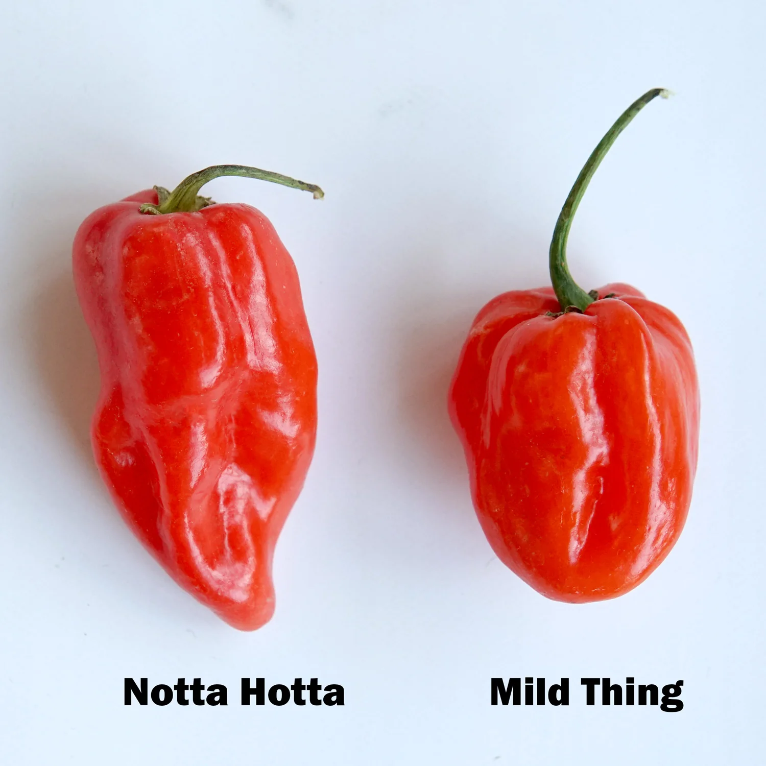 Notta Hotta Pepper - Image 10