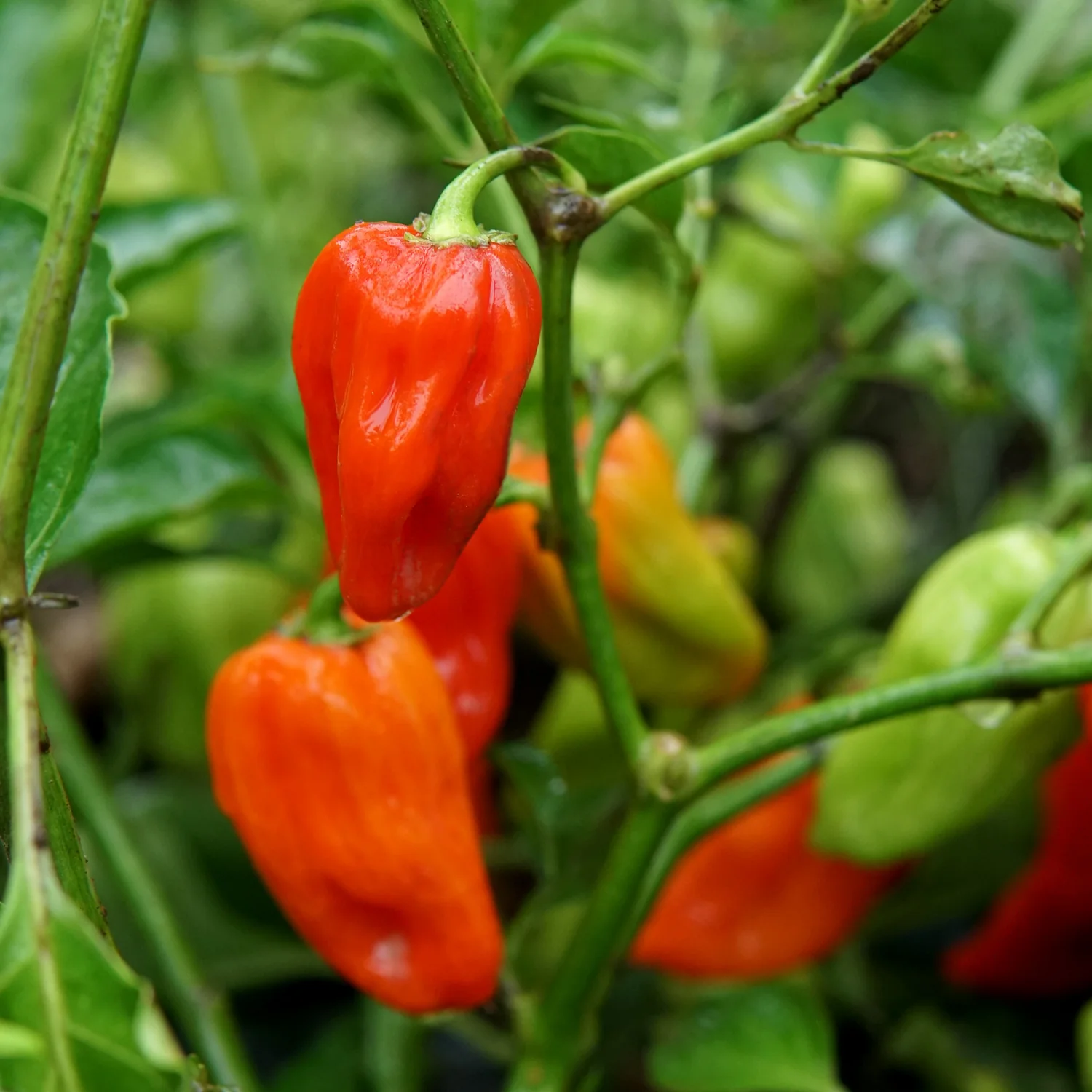 Notta Hotta Pepper - Image 4
