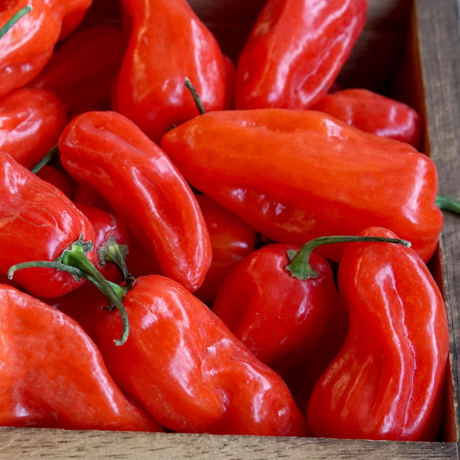 Notta Hotta Pepper - Image 6