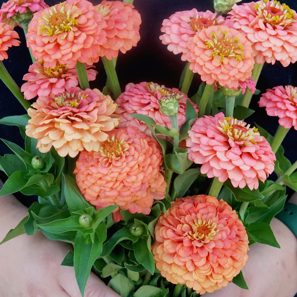 Oklahoma Salmon Zinnia - Image 2