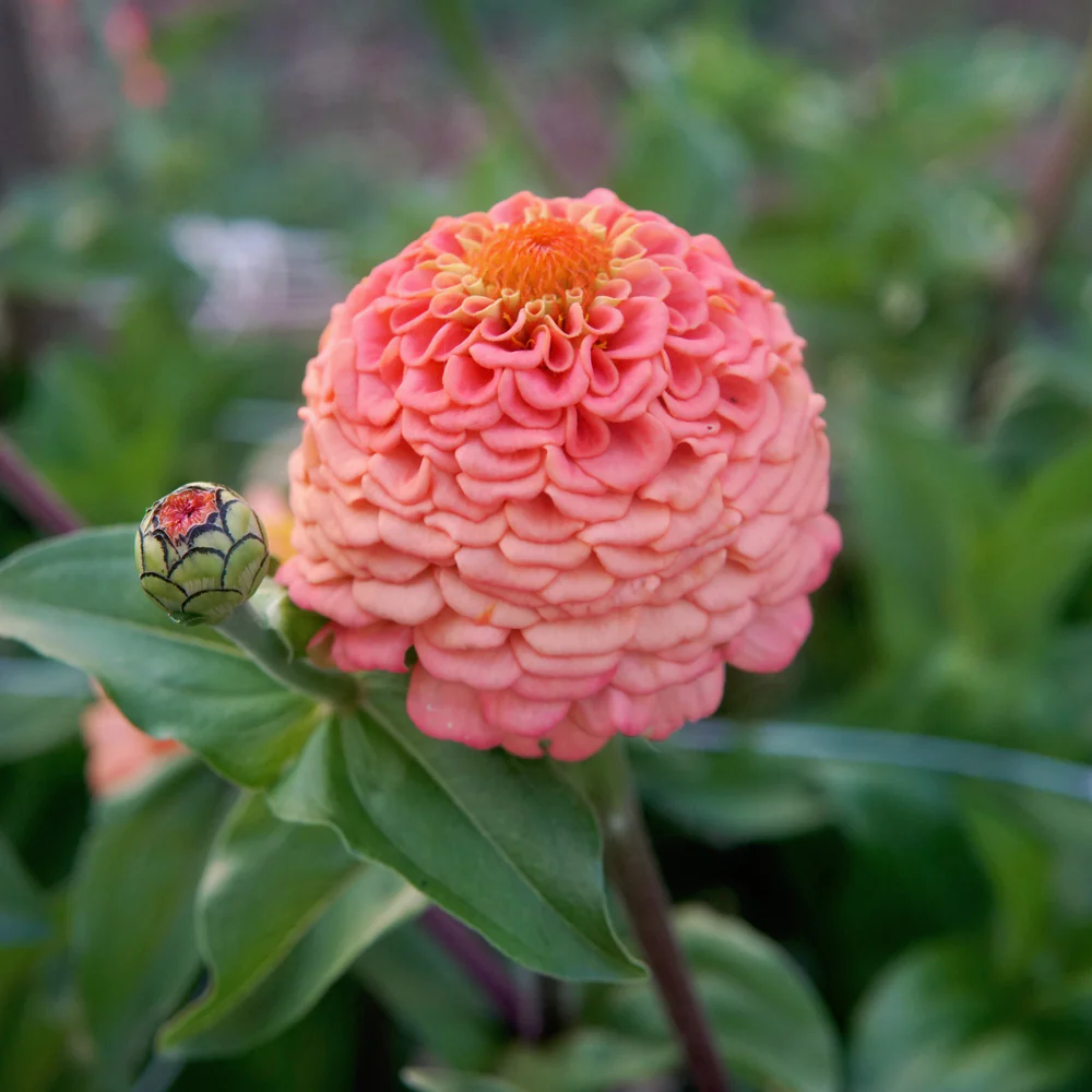 Oklahoma Salmon Zinnia - Image 3