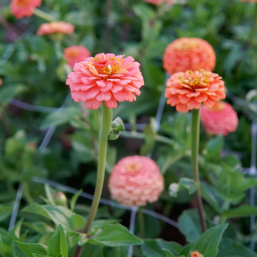Oklahoma Salmon Zinnia - Image 4