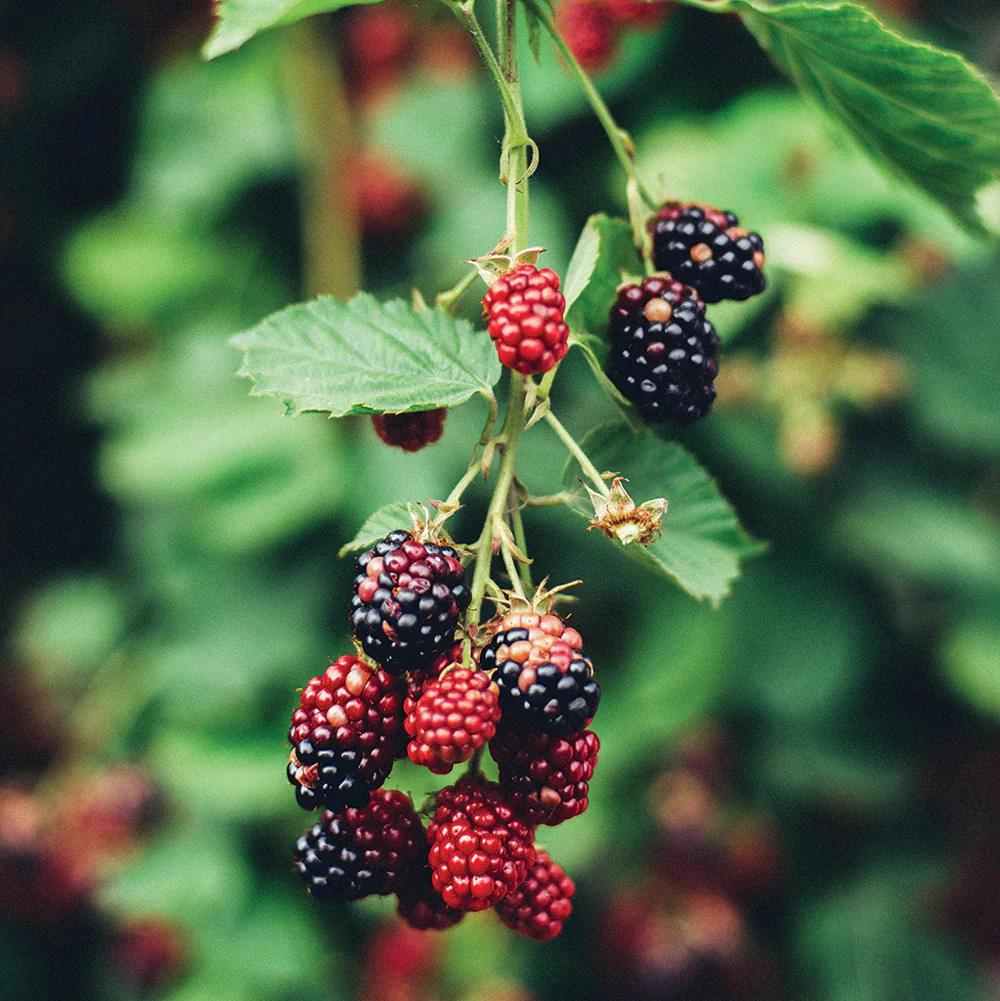 Olallieberry Plant