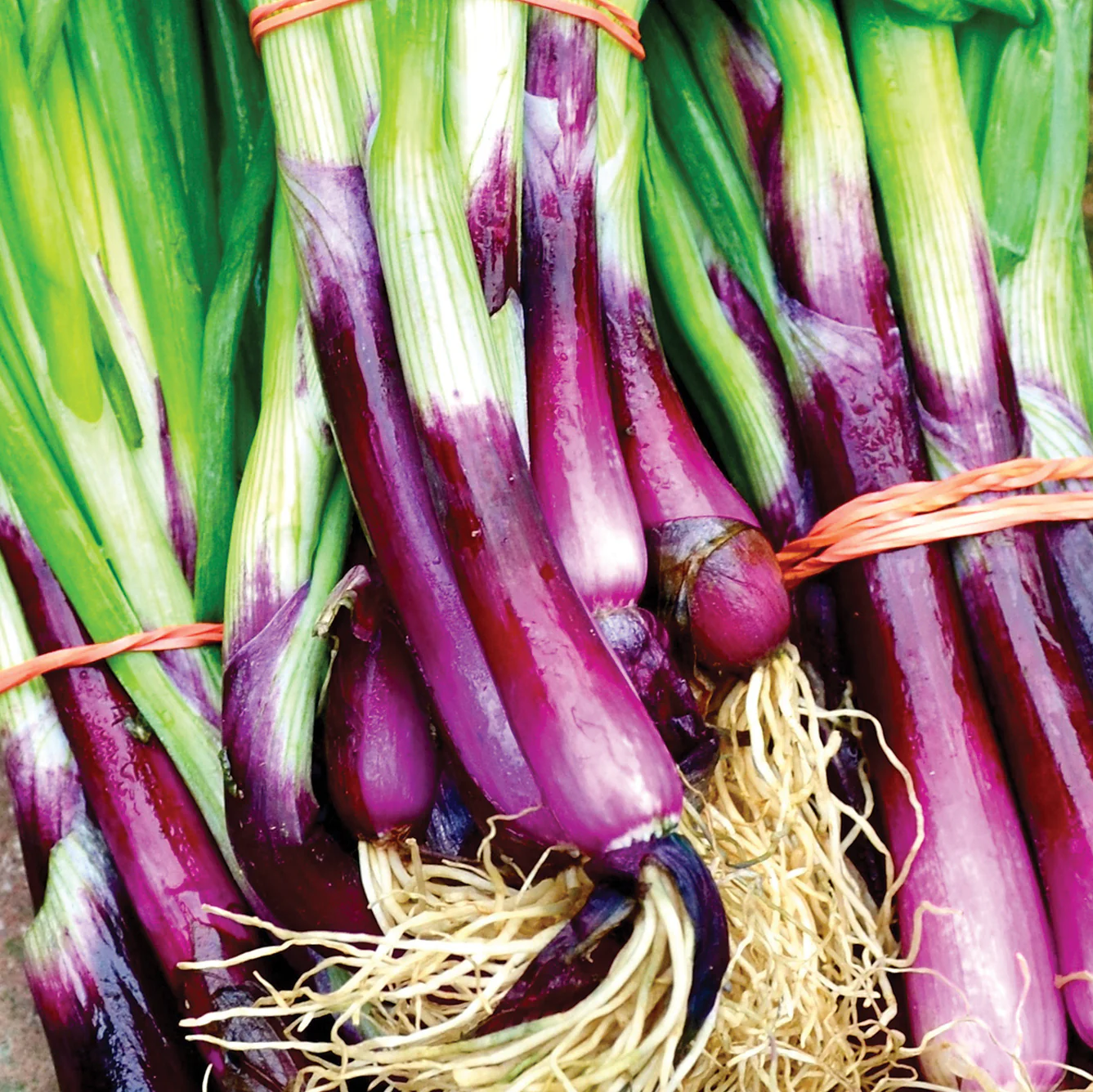 Red Baron Onion - Image 3