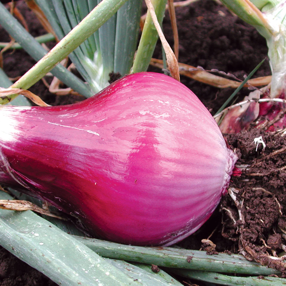 Redwing Onion Plants - Image 2