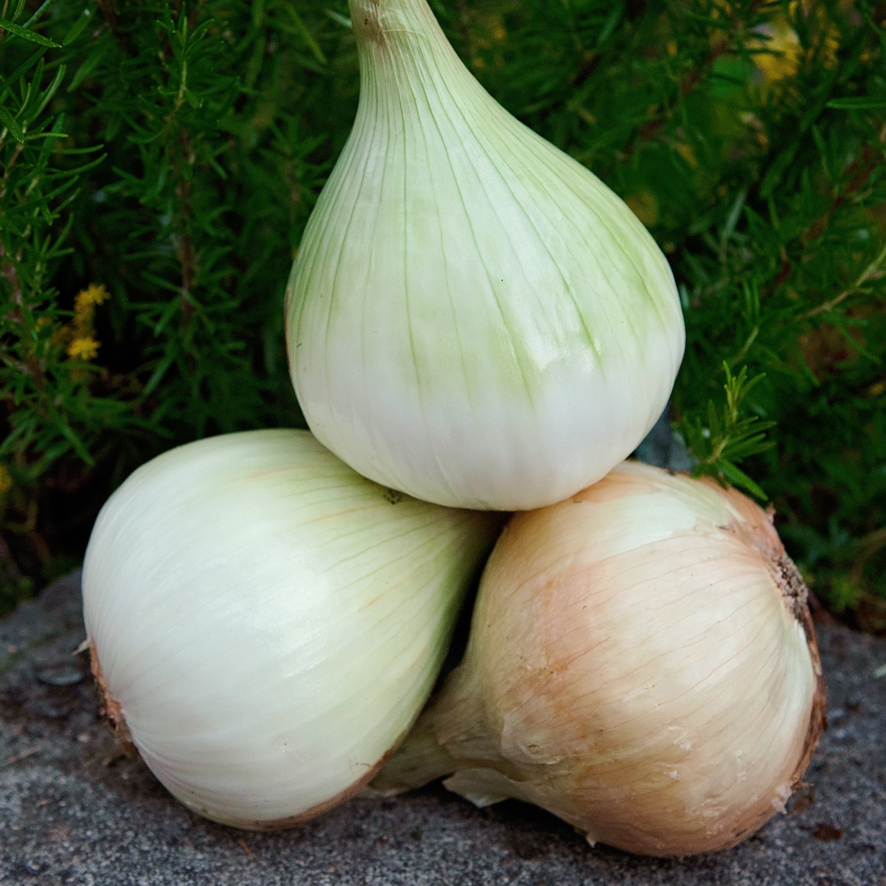 Walla Walla Onion - Image 3