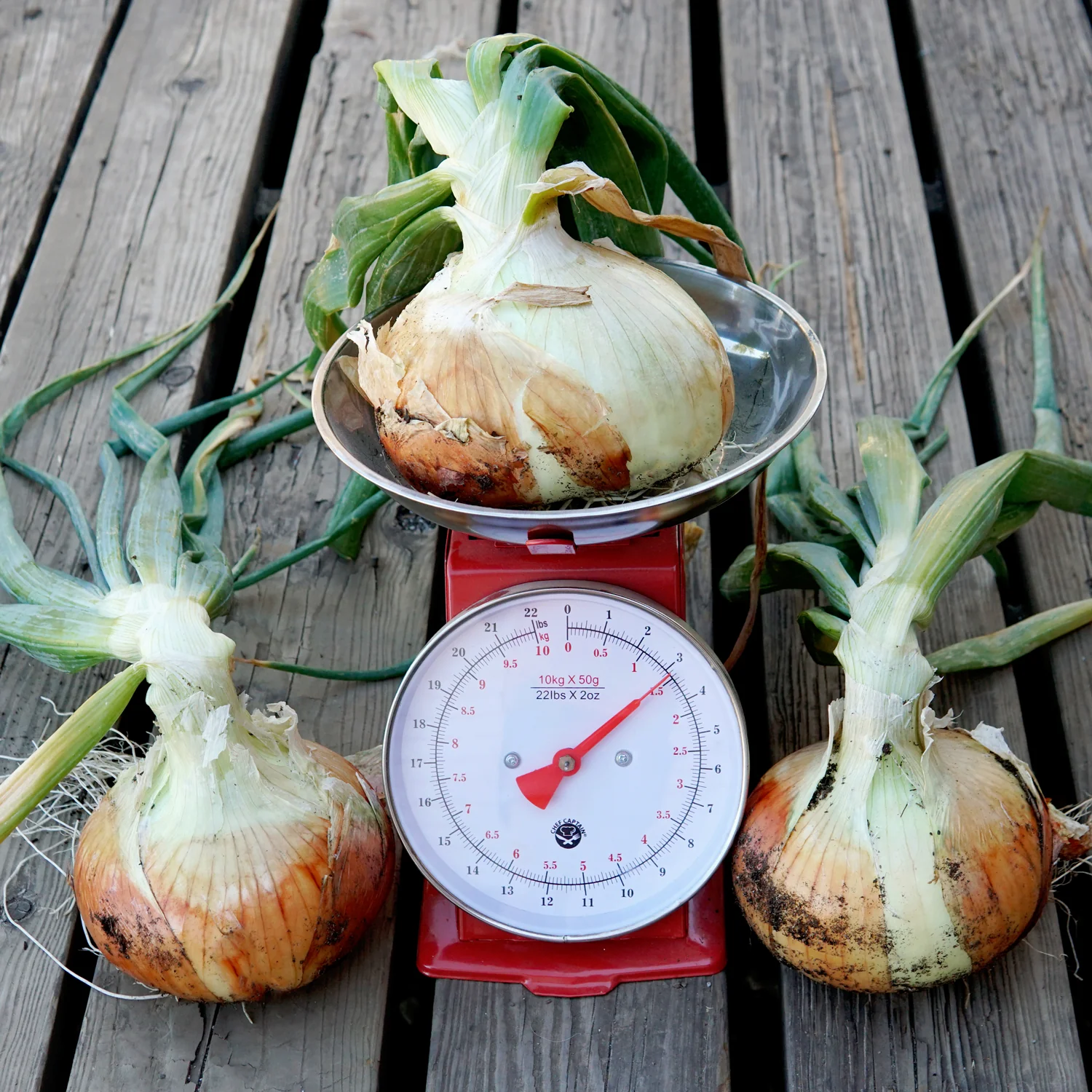 Walla Walla Onion - Image 5