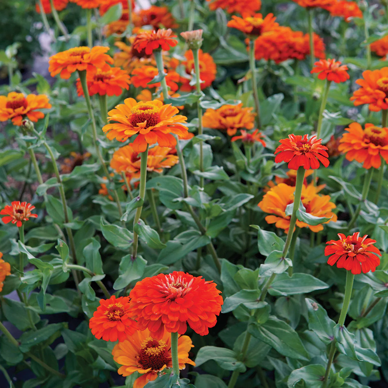 Orange King Zinnia - Image 2