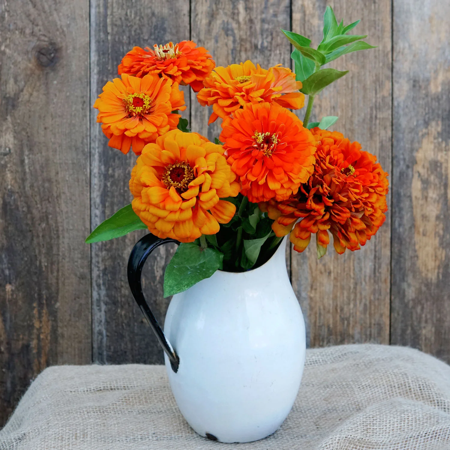 Orange King Zinnia - Image 3