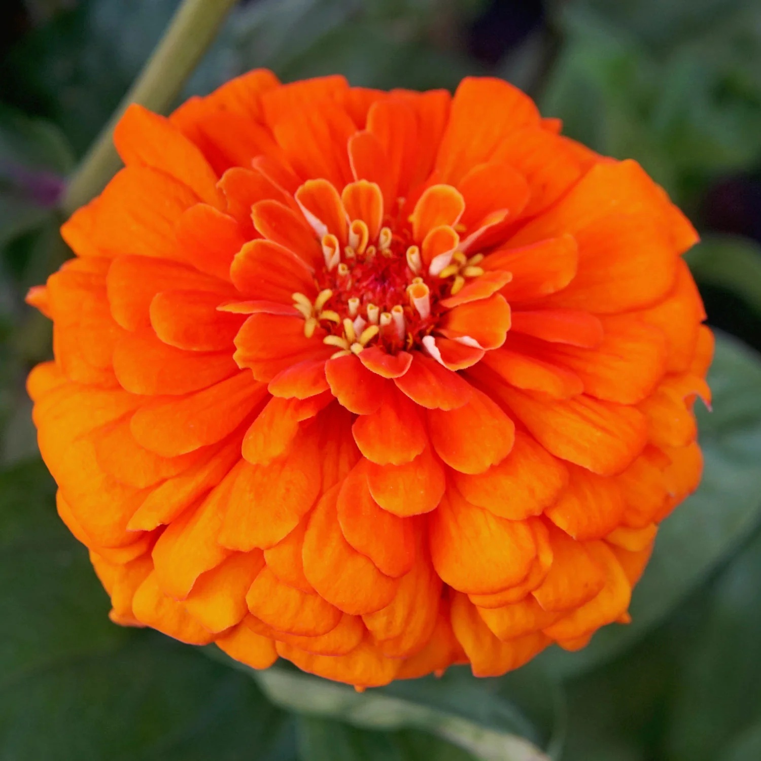 Orange King Zinnia - Image 4