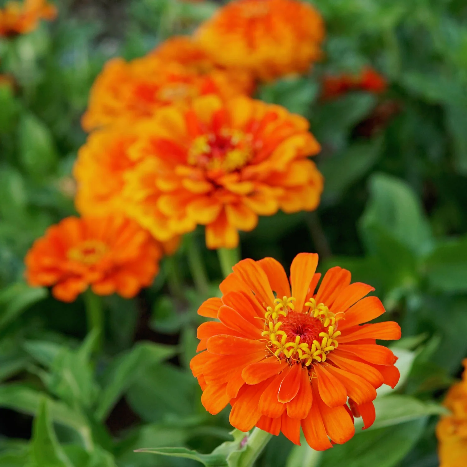Orange King Zinnia - Image 5