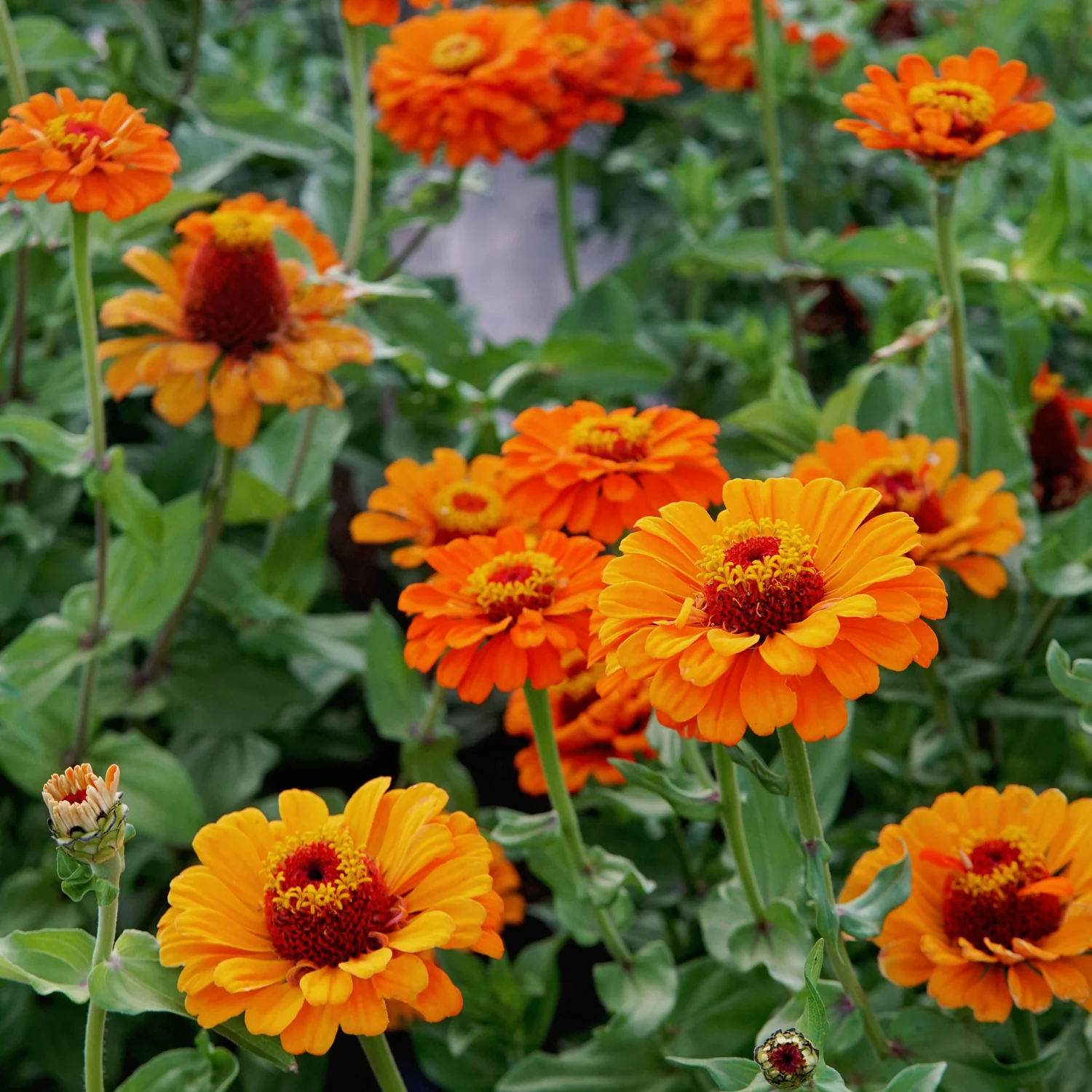 Orange King Zinnia - Image 8