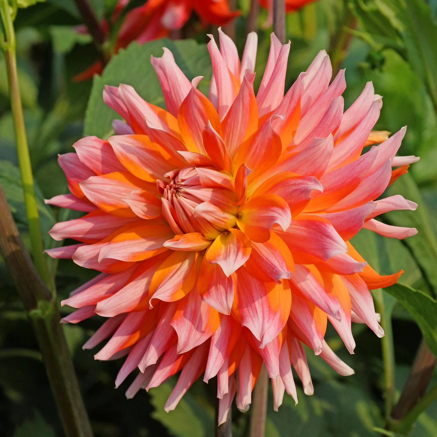 Orange Turmoil Dahlia - Image 2