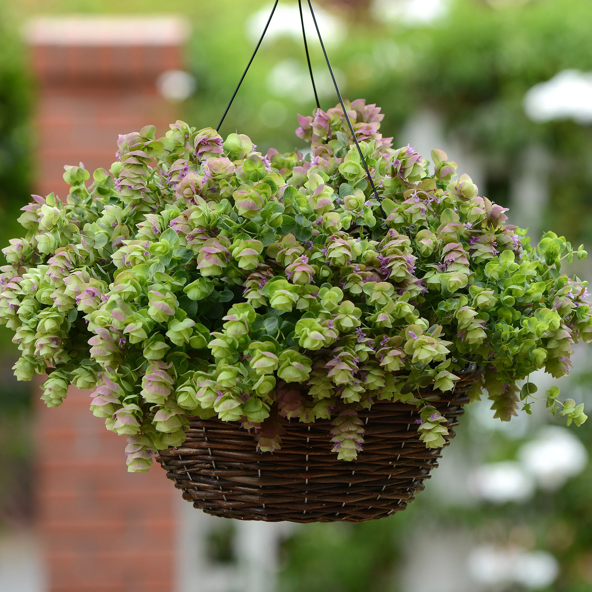 Kirigami Oregano - Image 3