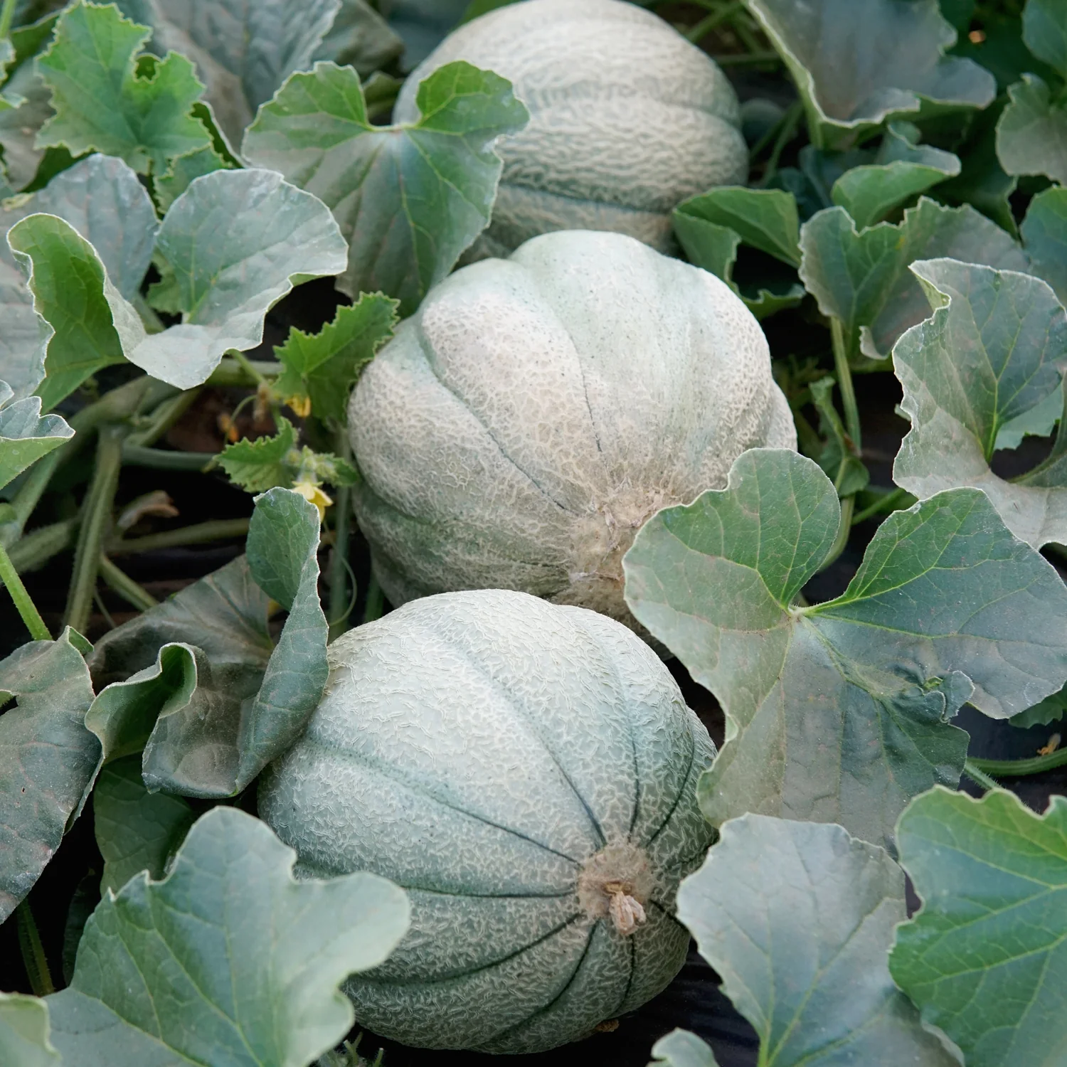 Oregon Delicious Cantaloupe - Image 2