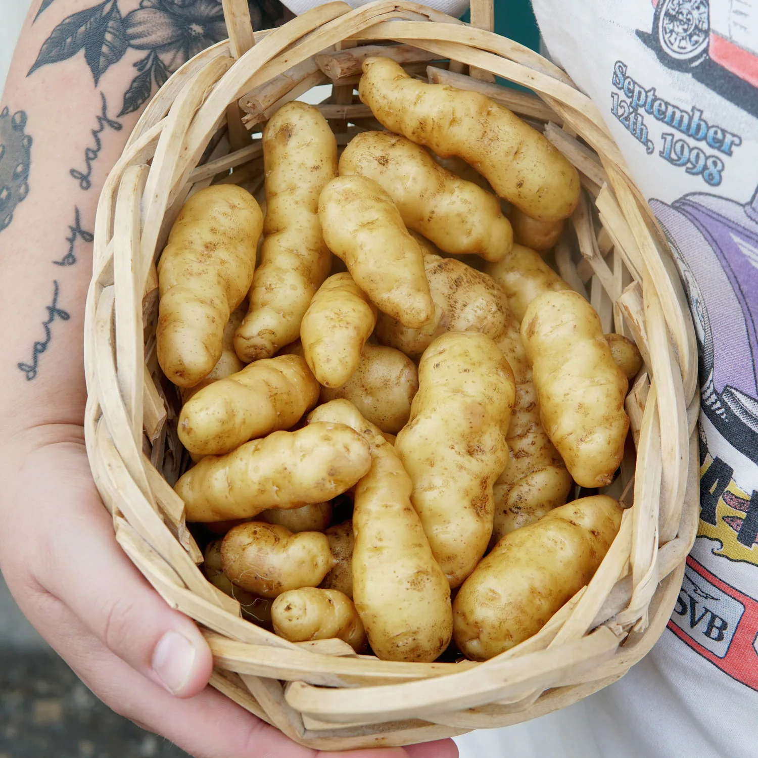 Ozette Potato - Image 2