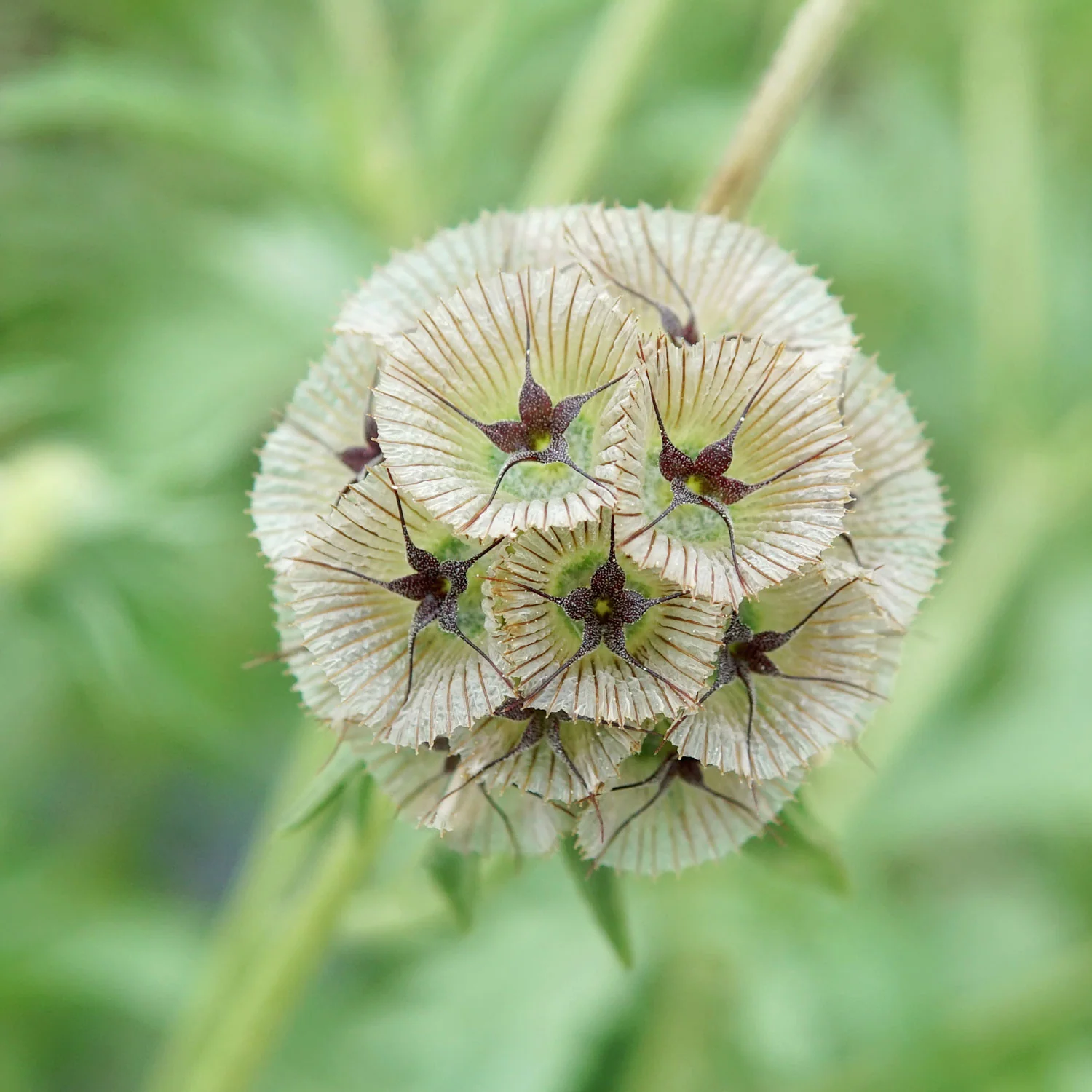 Paper Moon Scabiosa