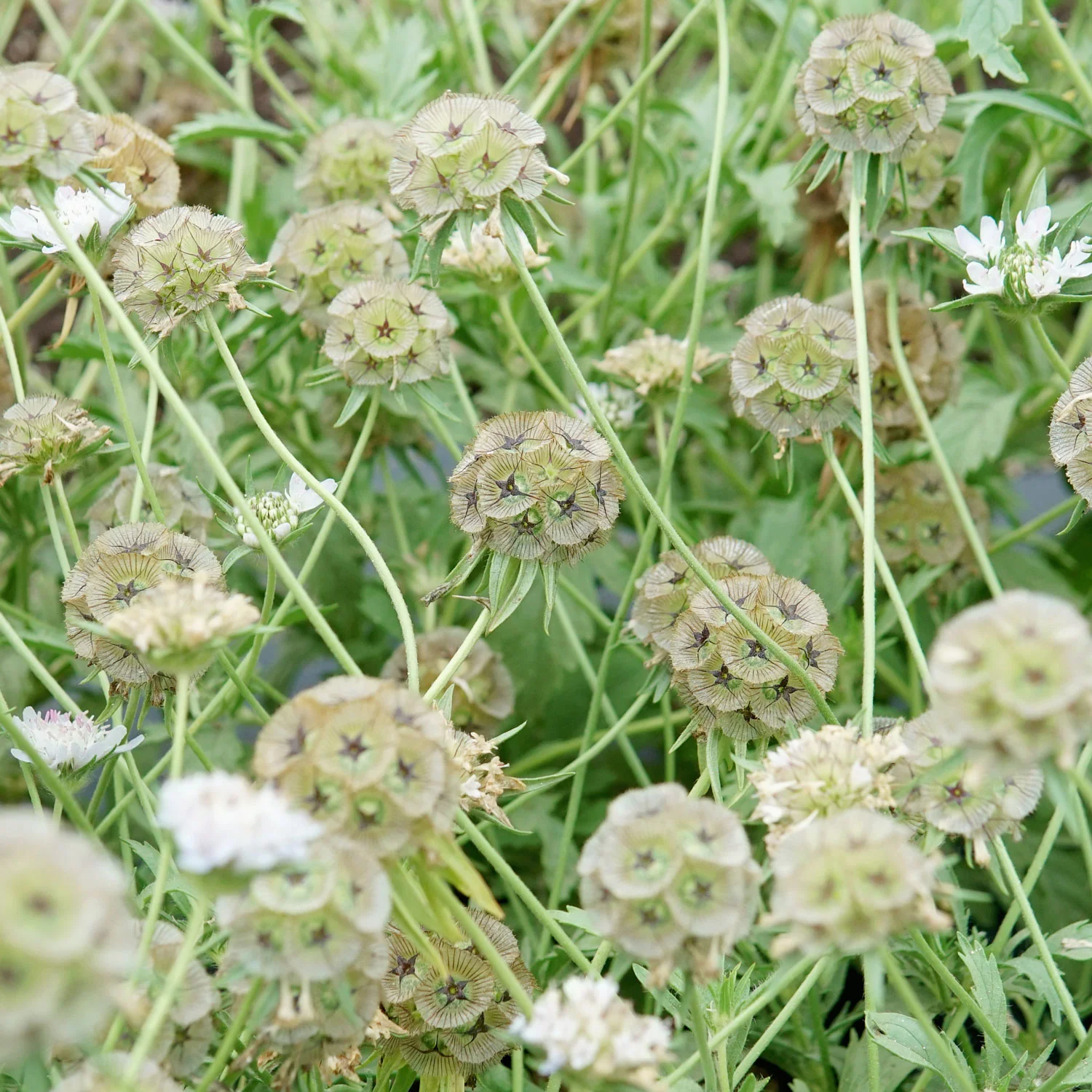 Paper Moon Scabiosa - Image 2