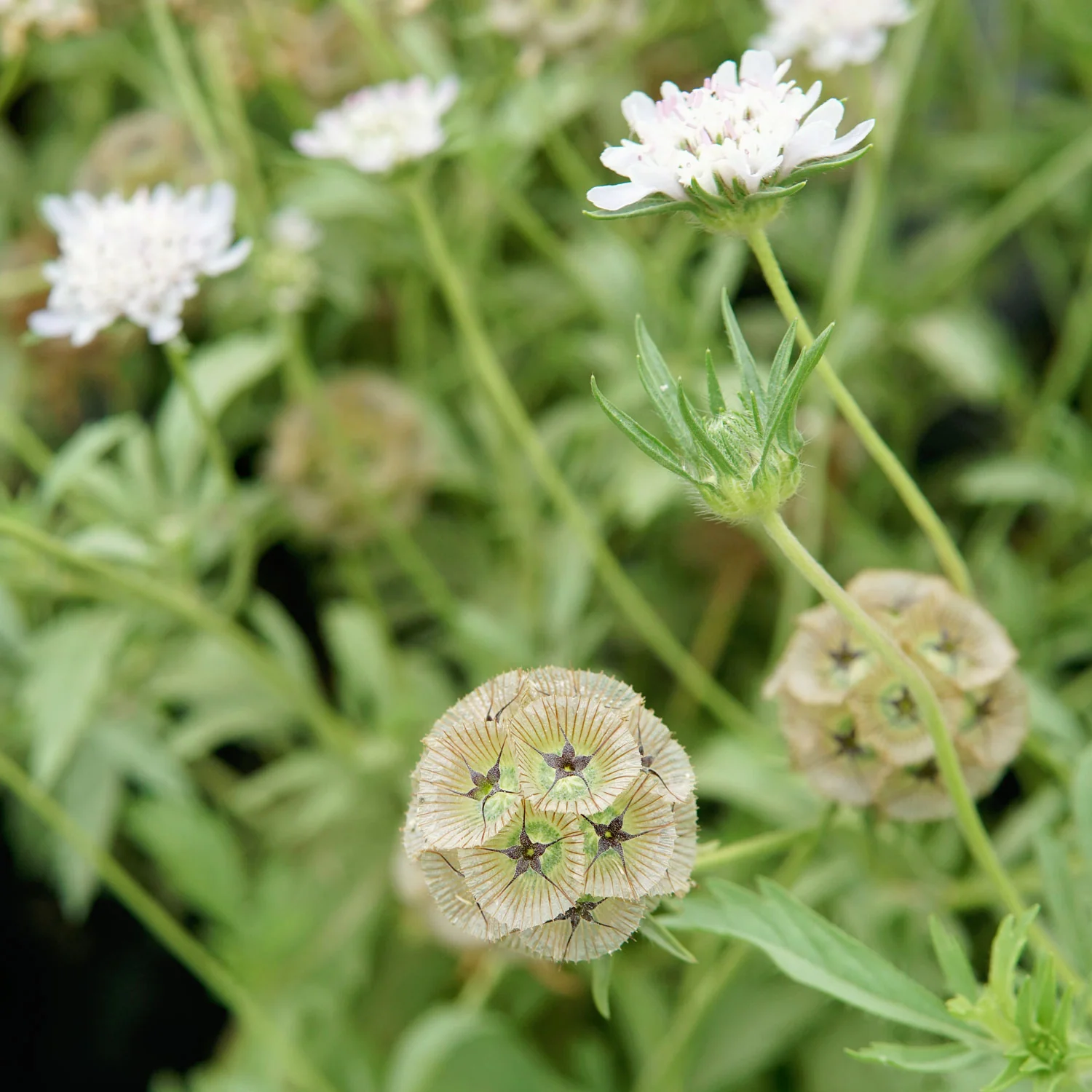 Paper Moon Scabiosa - Image 3