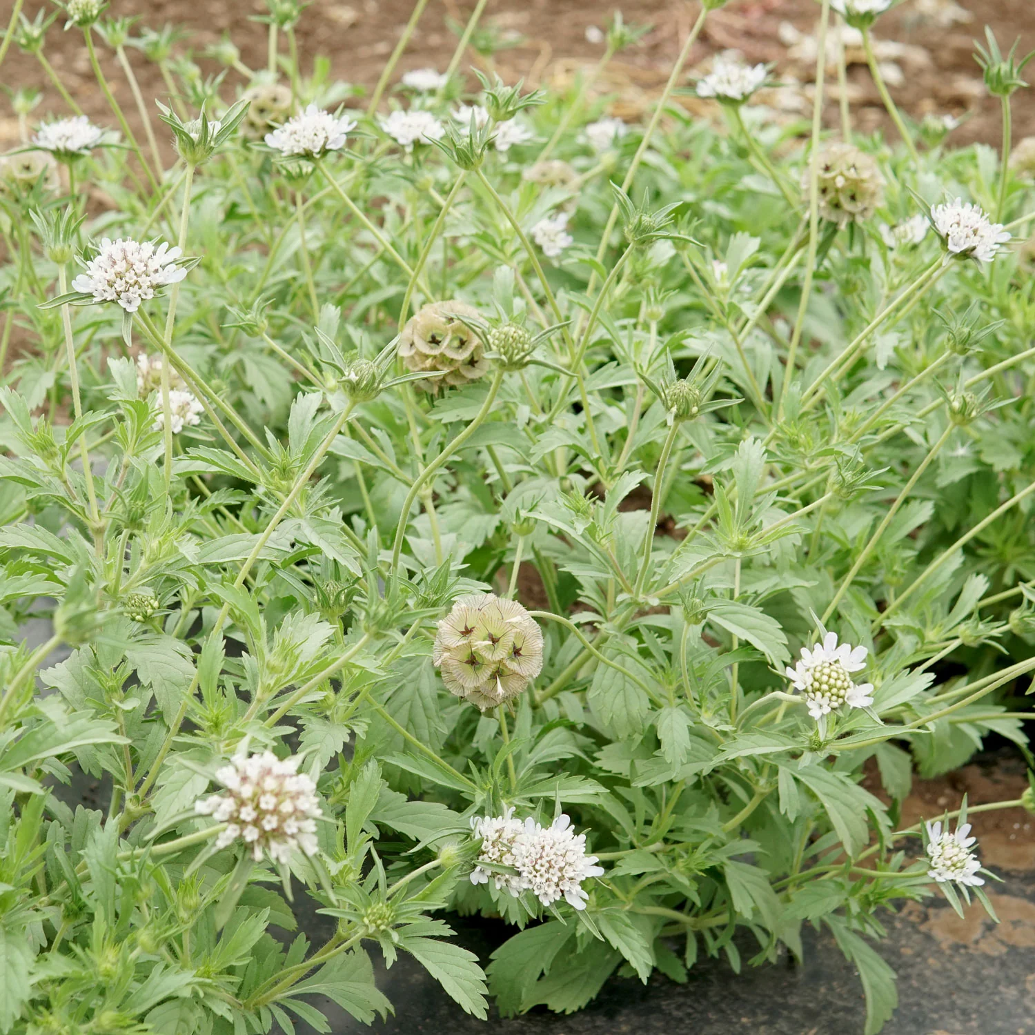 Paper Moon Scabiosa - Image 4