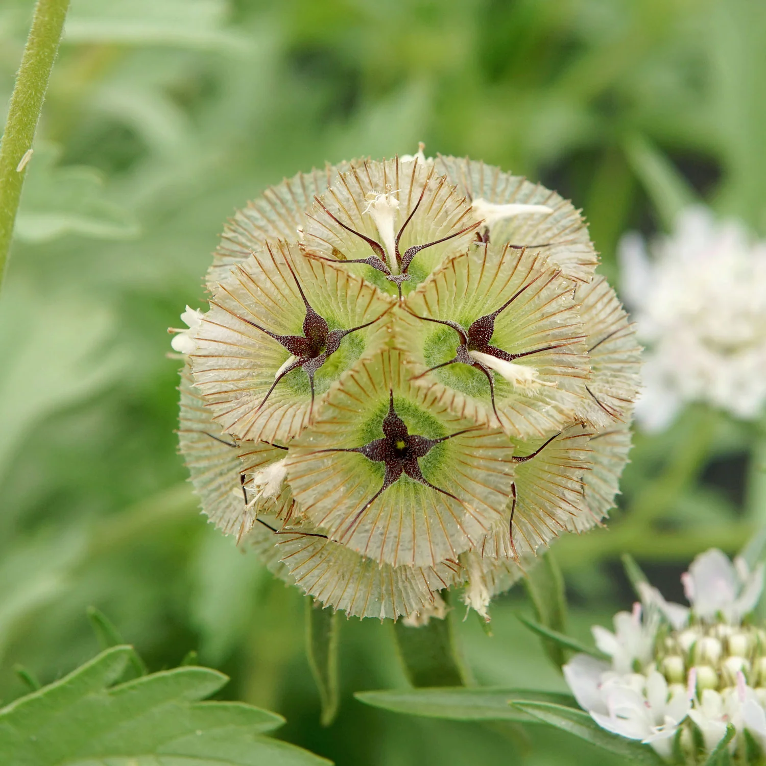 Paper Moon Scabiosa - Image 5