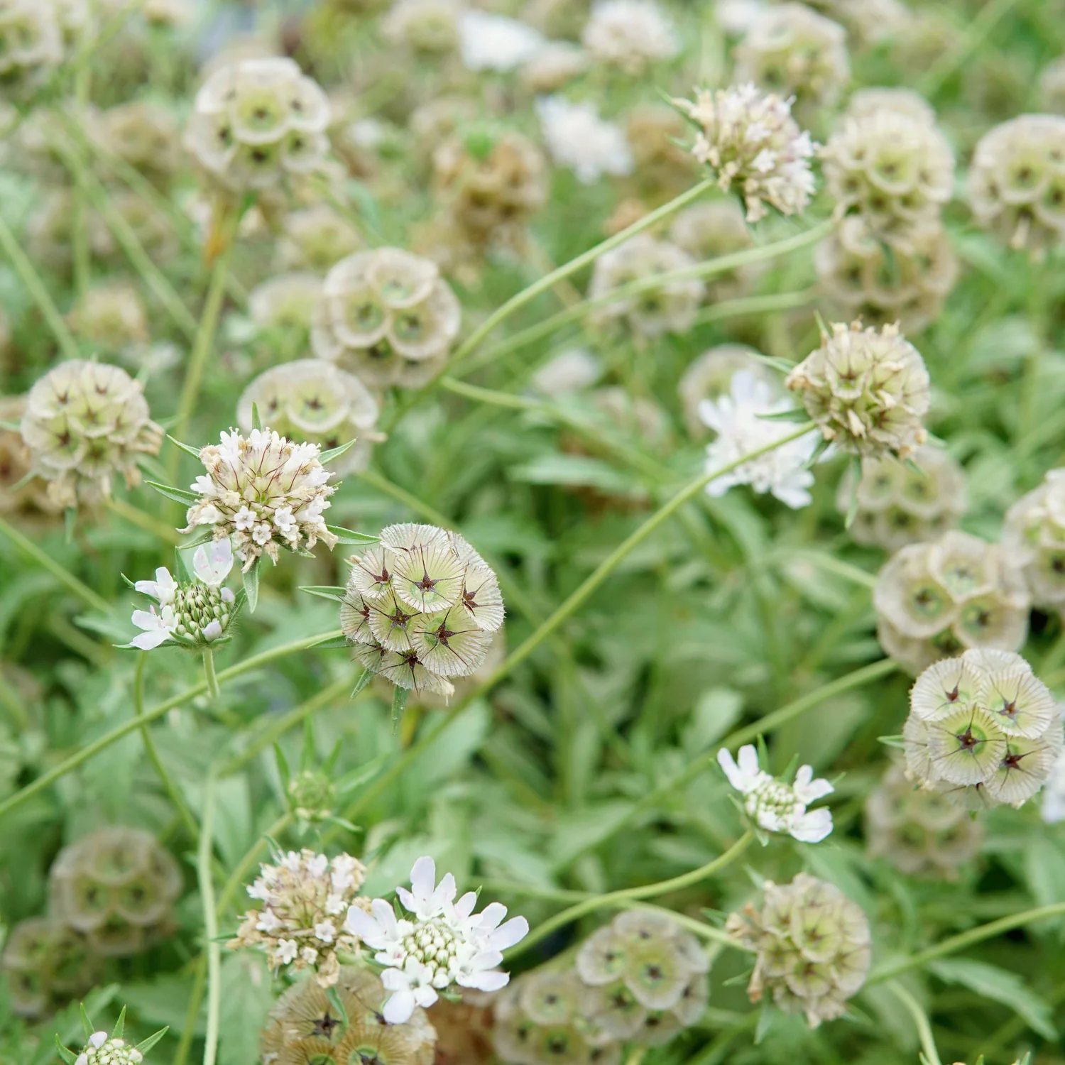 Paper Moon Scabiosa - Image 6