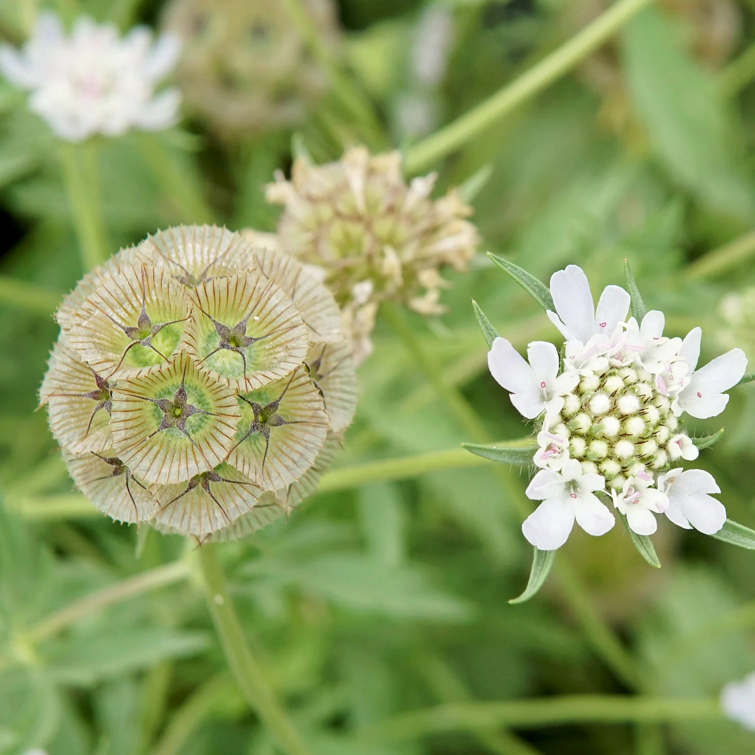 Paper Moon Scabiosa - Image 7