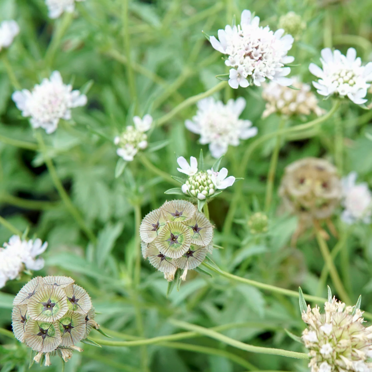 Paper Moon Scabiosa - Image 8