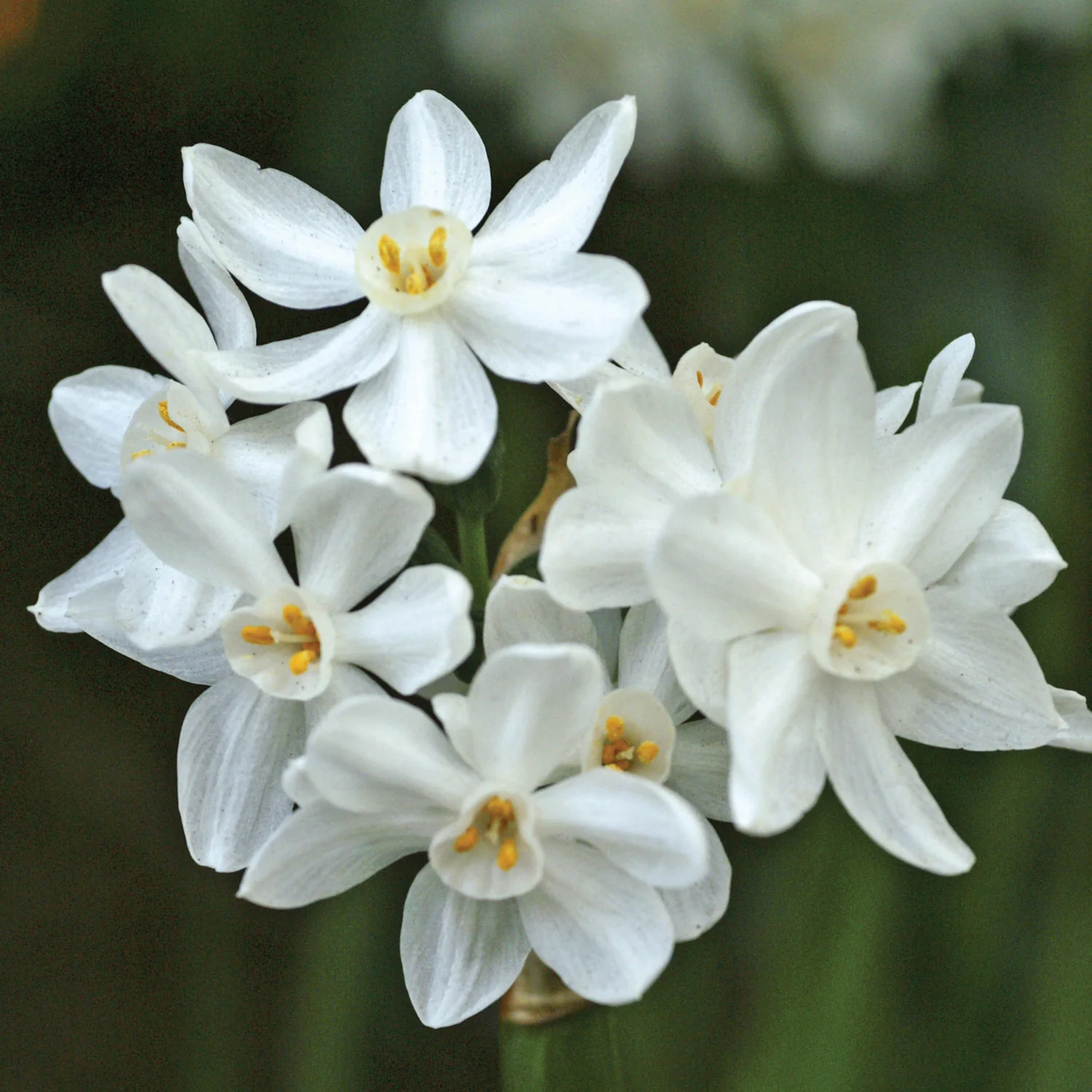 Paperwhite Narcissus - Image 2