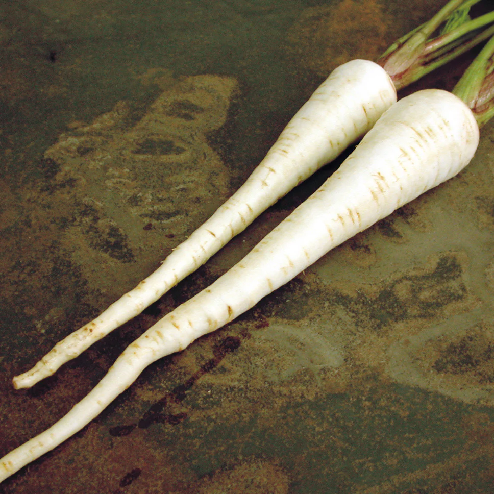 Gladiator Parsnip