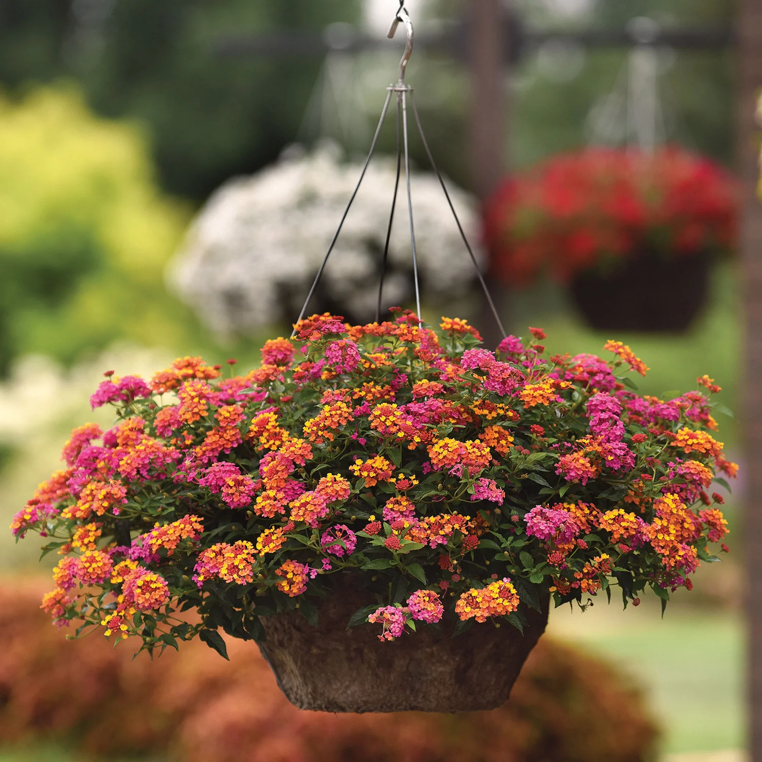 Passionfruit Lantana Plant