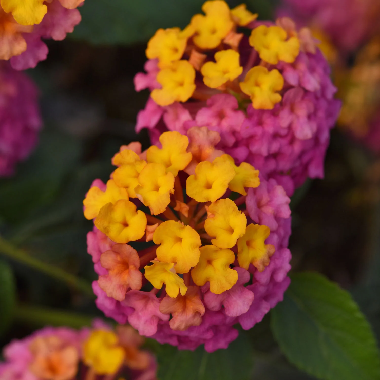 Passionfruit Lantana Plant - Image 2