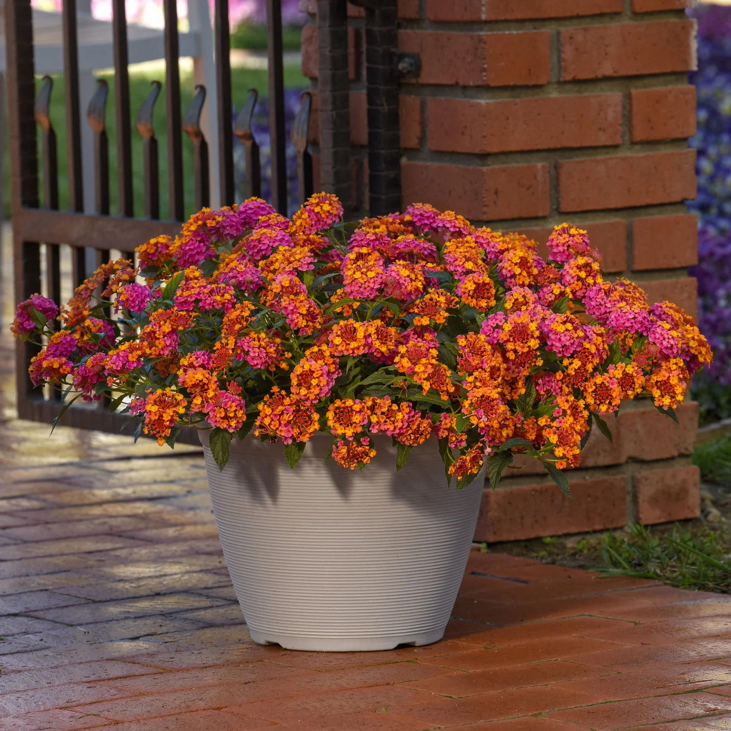 Passionfruit Lantana Plant - Image 3