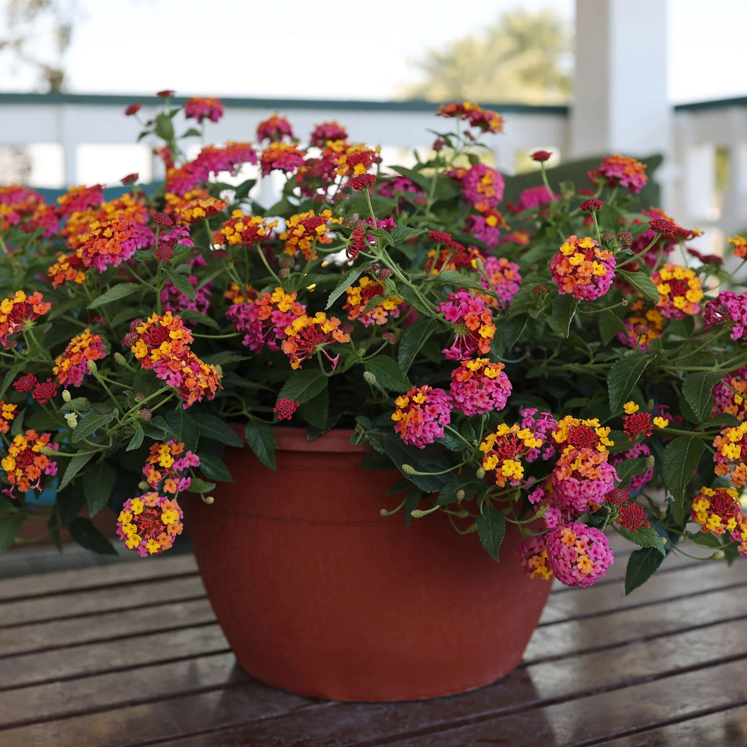 Passionfruit Lantana Plant - Image 4