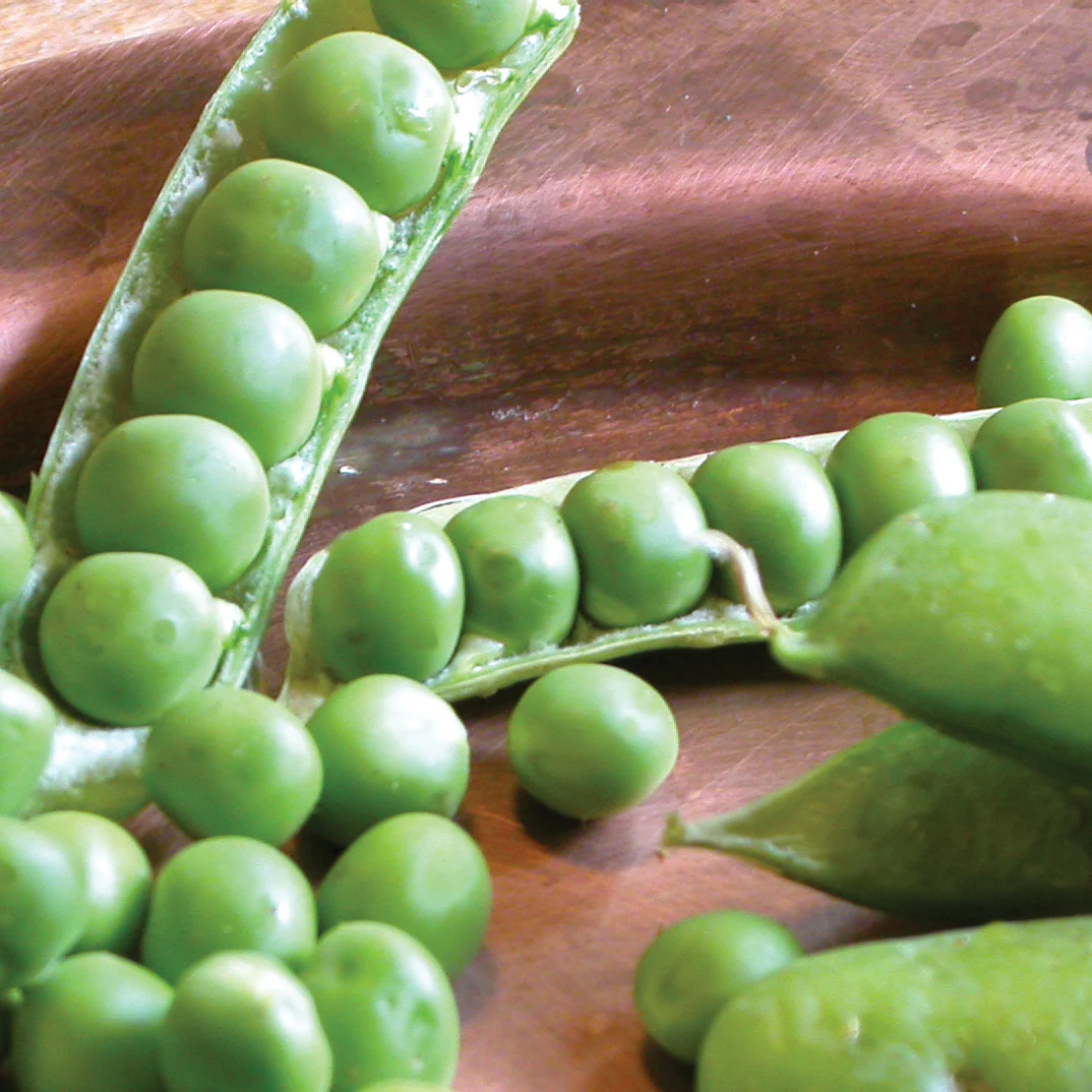 Green Arrow Pea - Image 2