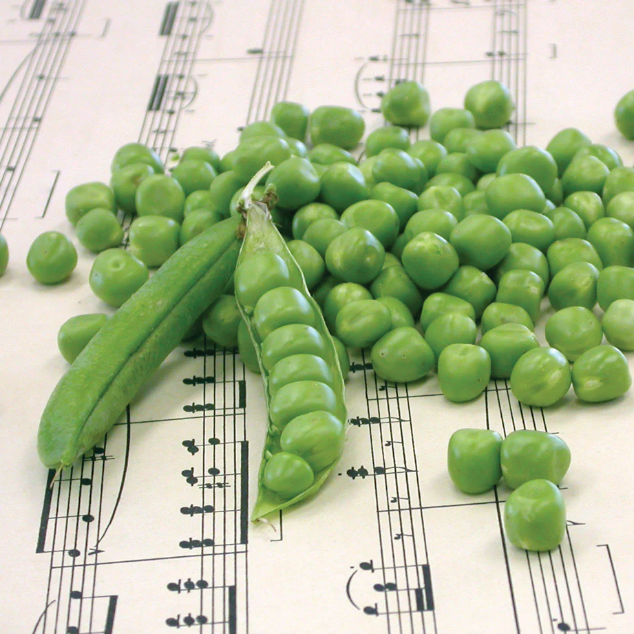 Maestro Pea - Image 2