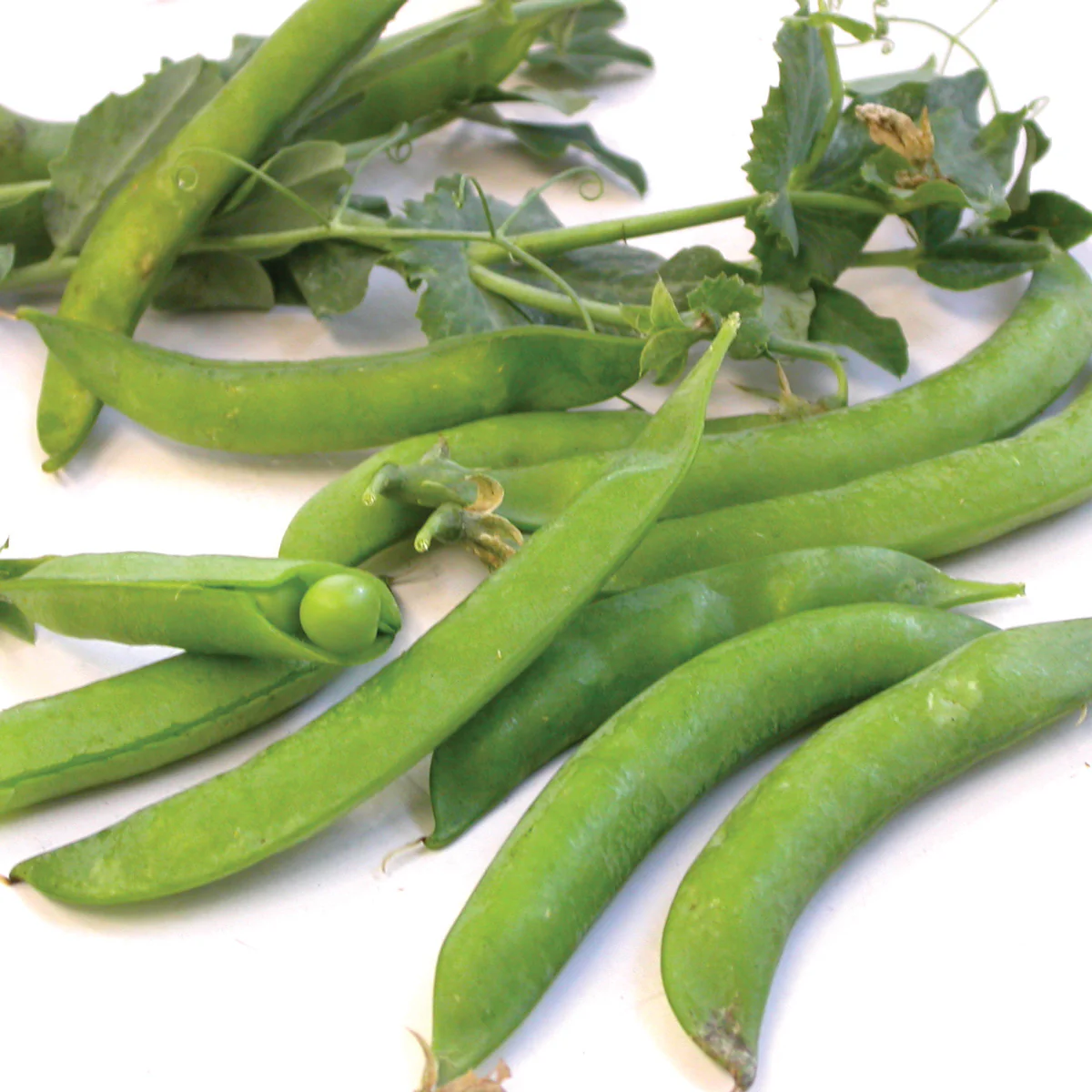 Sugar Ann Pea - Image 2