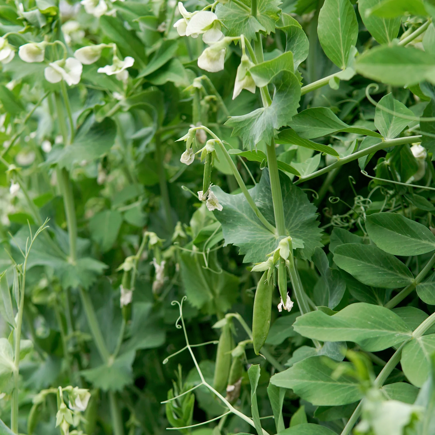 Sugar Daddy Pea - Image 3