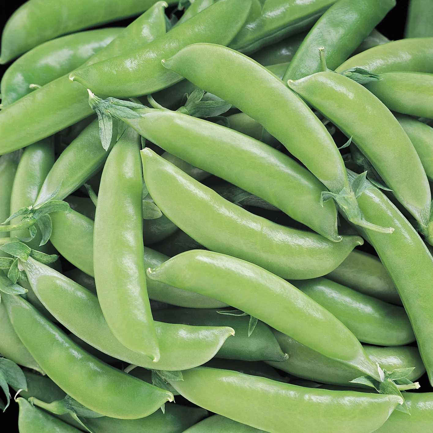 Super Sugar Snap Pea - Image 2