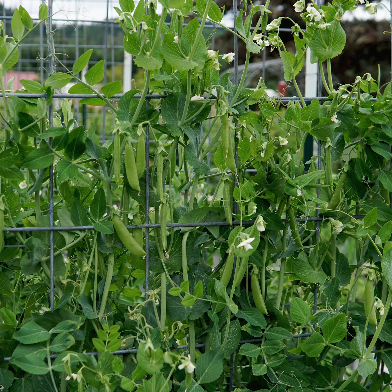 Super Sugar Snap Pea - Image 4
