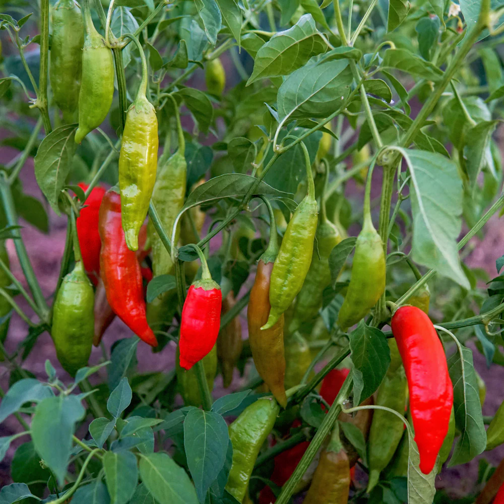 Aji Rico Pepper - Image 2