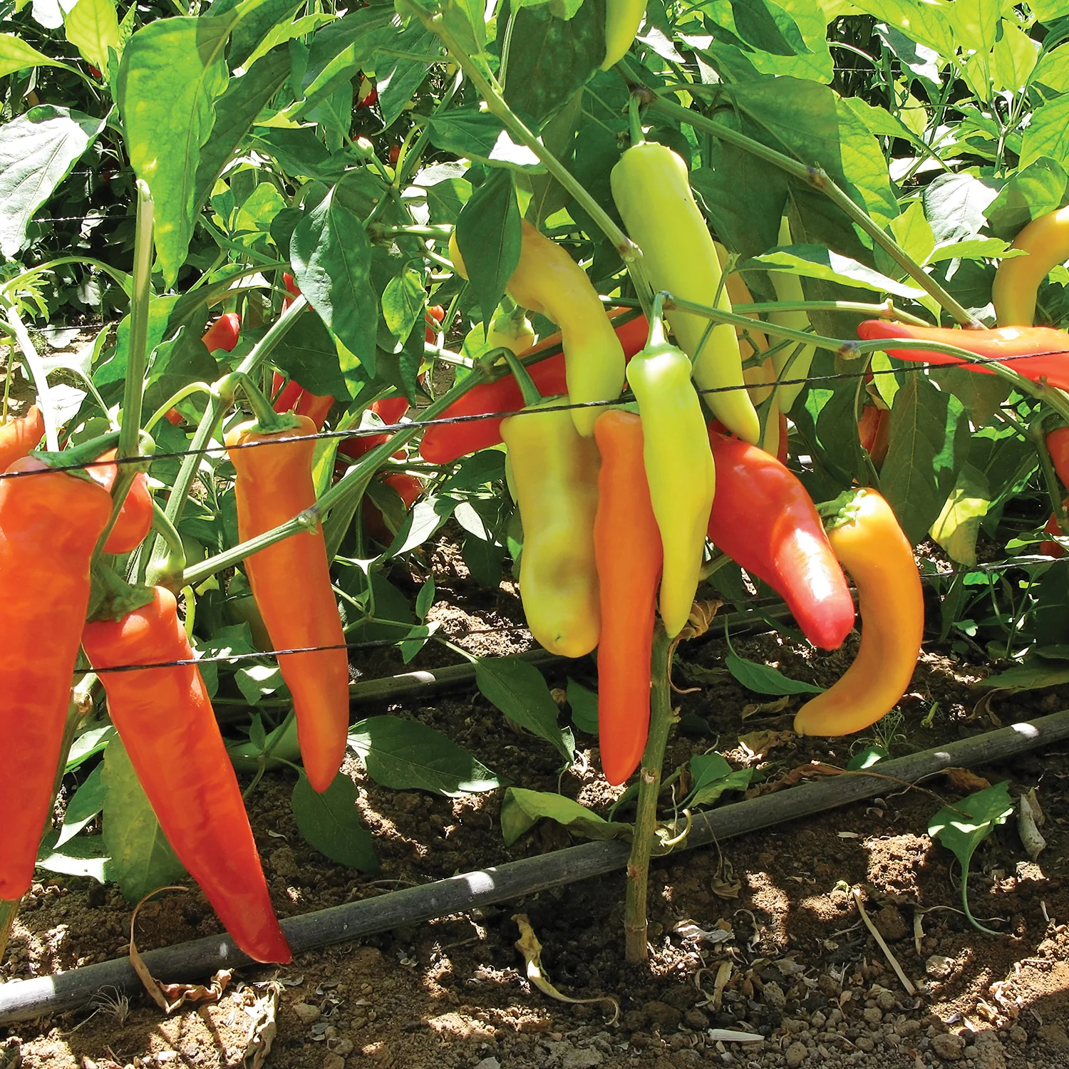 Buda Hot Wax Pepper - Image 2