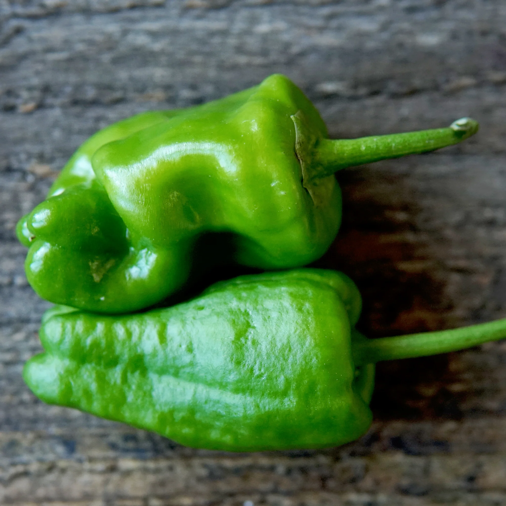Padrón Pepper - Image 2