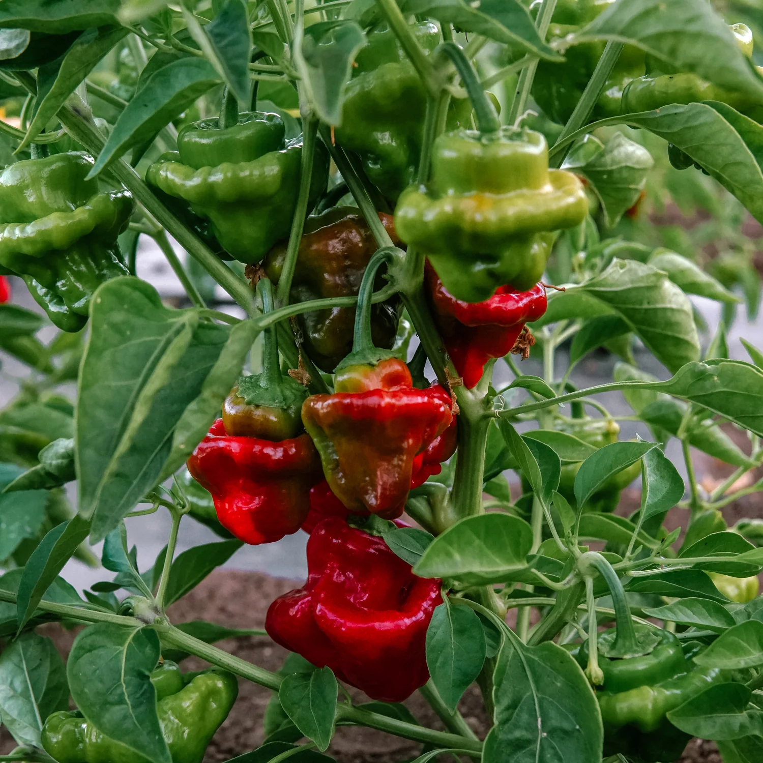 Red Mushroom Pepper - Image 3