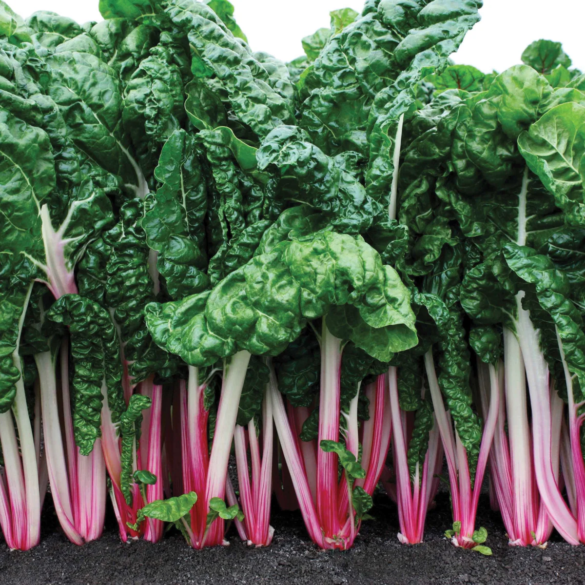 Peppermint Swiss Chard