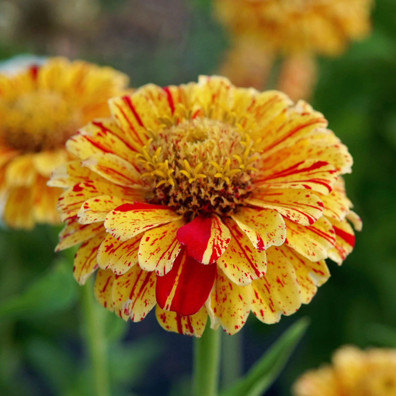 Peppermint Stick Zinnia - Image 3