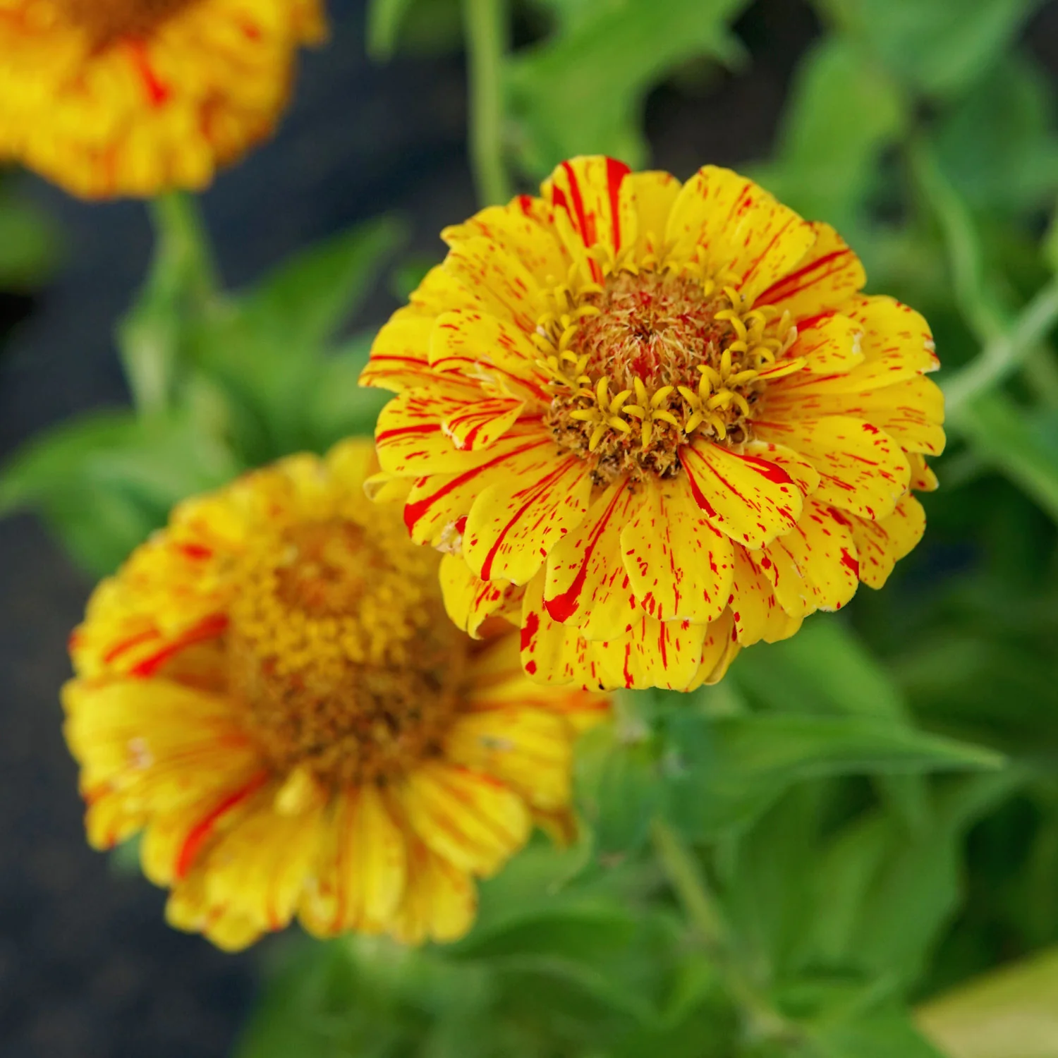Peppermint Stick Zinnia - Image 4