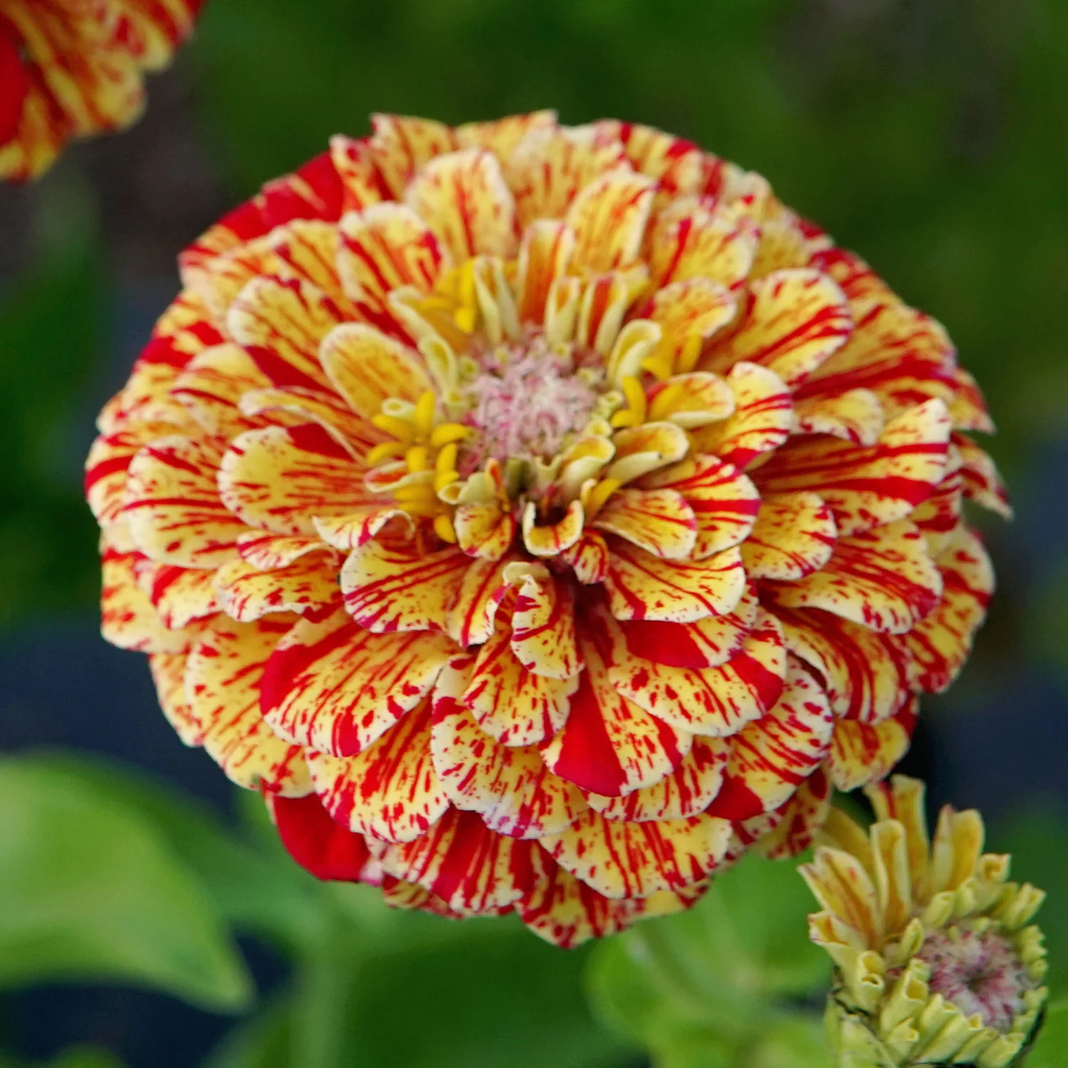 Peppermint Stick Zinnia - Image 5