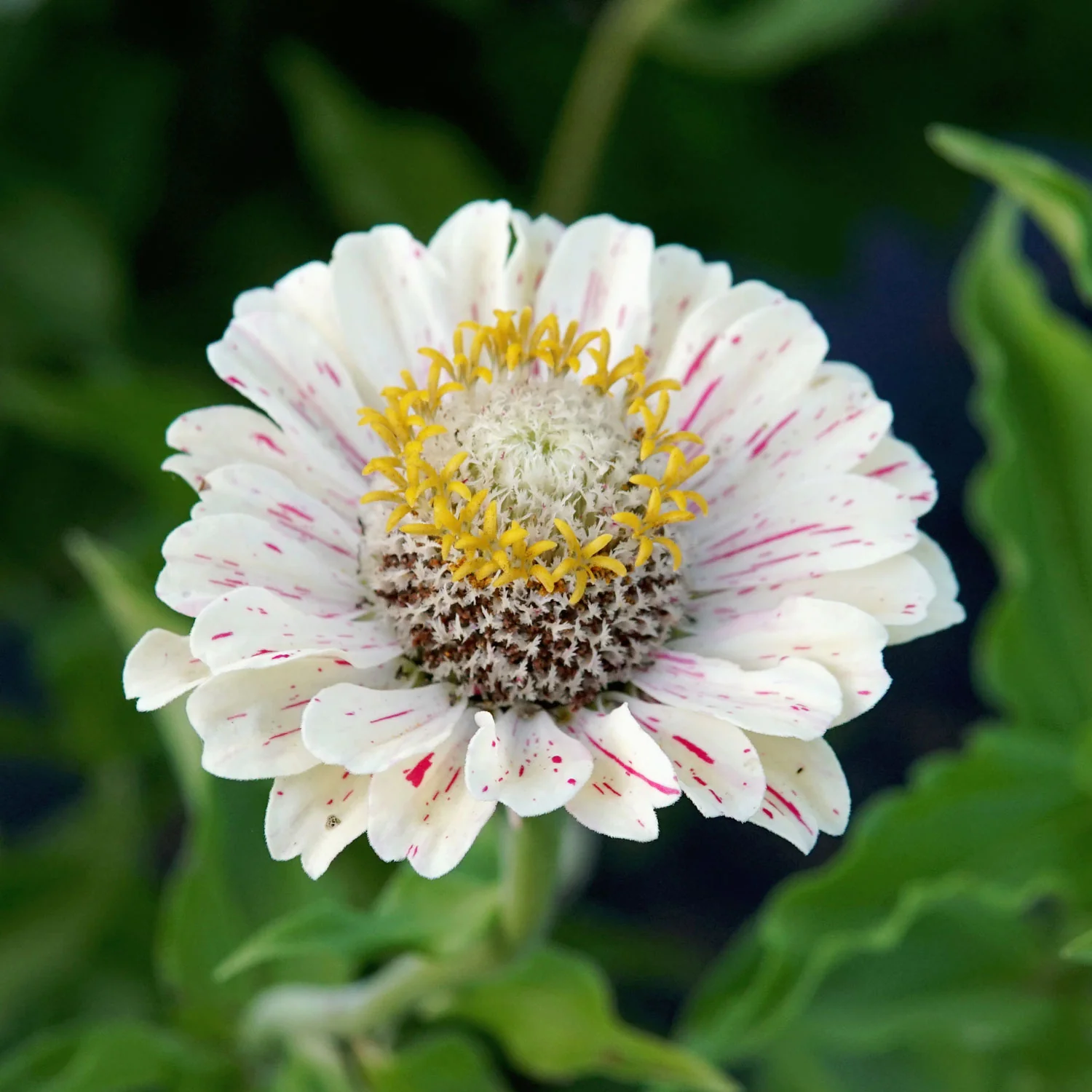 Peppermint Stick Zinnia - Image 6